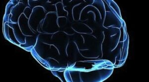 मस्तिष्क में कल्पना की मोटर