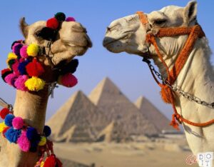 أكبر سباق الجمل