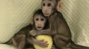第一只猴子用多利羊技术克隆, 克隆的猴子, 克隆，中国，技术，cloned monkey,