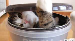 Funny cats