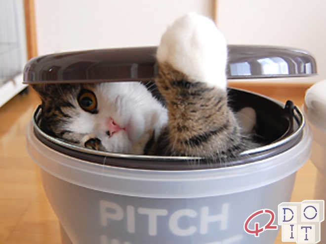 Funny cats