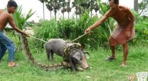 Anaconda contra cerdo