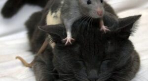eliminate mice