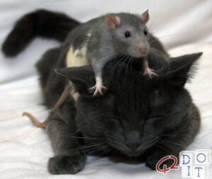 eliminate mice