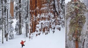 biggest tree in the world