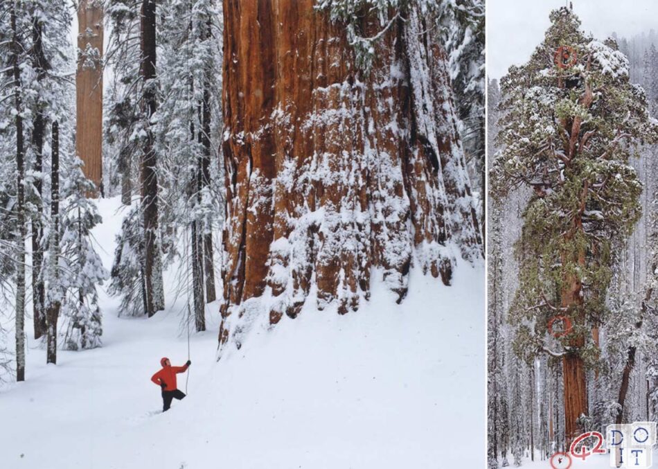 biggest tree in the world