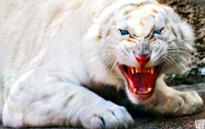 白虎が動物園のガーディアンを殺す
