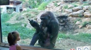 Funny Babies At The Zoo