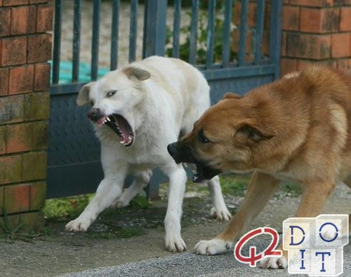 Wie du dich vor einem Hund wehren kannst