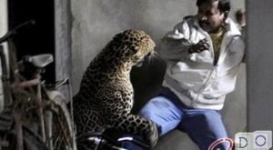 動物對人類的攻擊