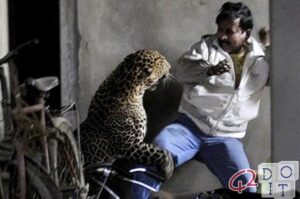動物對人類的攻擊