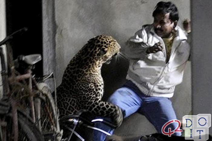 動物對人類的攻擊