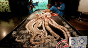 calamaro gigante, Giant Squid, 巨大イカ, 巨型鱿鱼, calamar gigante, calmar géant, lula gigante, 거대한 오징어, பெரிய ஸ்க்விட்,