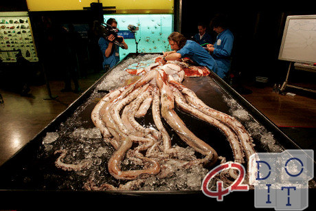 calamaro gigante, Giant Squid, 巨大イカ, 巨型鱿鱼, calamar gigante, calmar géant, lula gigante, 거대한 오징어, பெரிய ஸ்க்விட்,