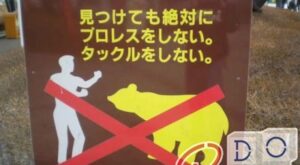 Arguing with bears? Remember! In China it is forbidden