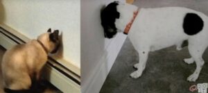 Animal behavior