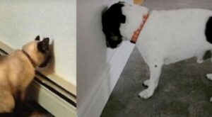Animal behavior