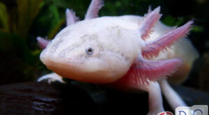 Salamander capable of regenerating itself