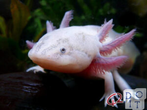 Salamander capable of regenerating itself