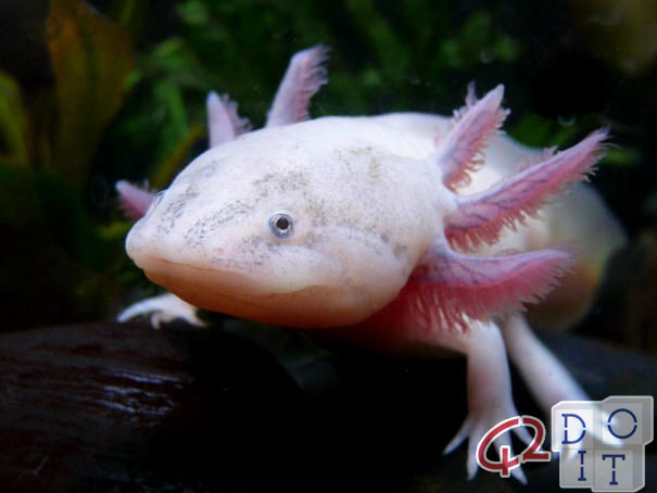 Salamander capable of regenerating itself