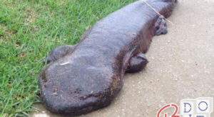 Giant salamander