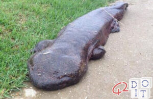 Giant salamander
