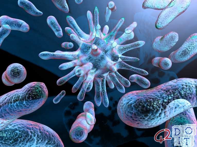 Candida auris, the fungus that "can kill in 90 days"