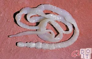 Tenia: how to take the solitary worm and how to treat it