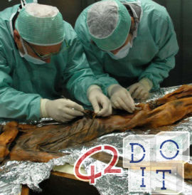 Ötzi, the frozen mummy of the Alps