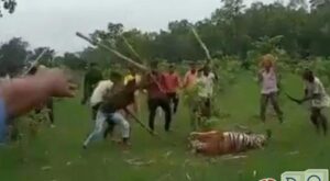 भारत में लाठी से मारा गया टाइगर: उग्र भीड़ ने रेंजरों को भी रोका