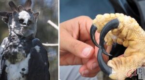 harpy eagle: the most majestic raptor of the earth at risk of extinction