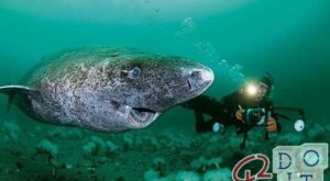 animal más viejo del mundo tiene 400 años, es el tiburón de Groenlandia