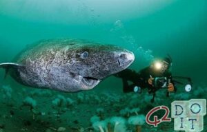 animal más viejo del mundo tiene 400 años, es el tiburón de Groenlandia
