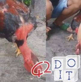 4 methods to hypnotize a chicken