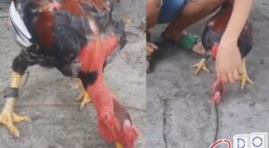 4 methods to hypnotize a chicken