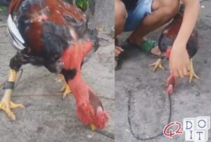 4 methods to hypnotize a chicken
