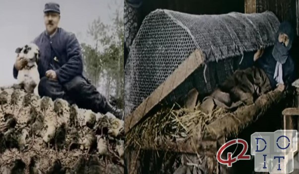 TERRIER DOGS AGAINST THE LARGE MICE THAT INFESTED THE TRENCHES