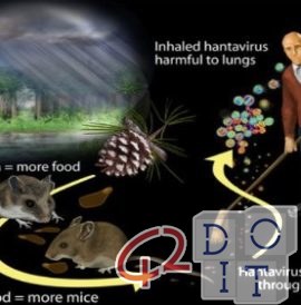 Hantavirus, what it is and how it is transmitted