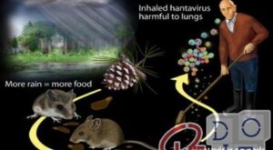 Hantavirus, what it is and how it is transmitted