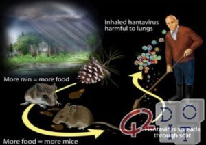 Hantavirus, what it is and how it is transmitted