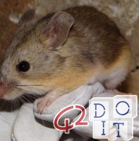 Rat hepatitis affecting humans, species jump