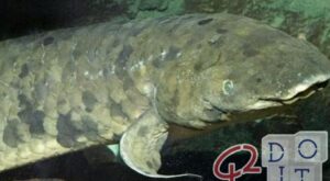 Dipnoi, the fish with lungs that breathes out of the water