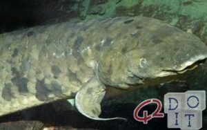 Dipnoi, the fish with lungs that breathes out of the water