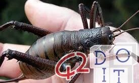 Weta, одно из крупнейших насекомых на планете