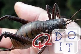 Weta, одно из крупнейших насекомых на планете
