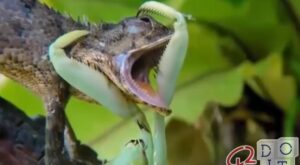 Mantis against gecko