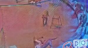 Tiger attacks lion at Moscow circus