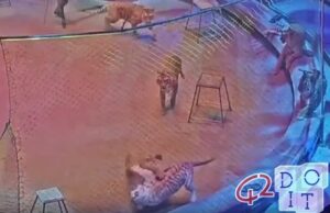 Tiger attacks lion at Moscow circus