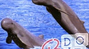 Dolphins, river, rare, extinction, disappeared, pollution,