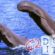 Dolphins, river, rare, extinction, disappeared, pollution,